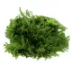 Lettuce Frisee Green