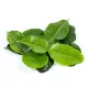 Lime Leaves