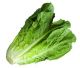 Lettuce Cos/Romain