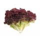 Lettuce Lollo Rosso