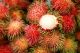 Rambutan