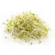 Alfalfa Sprout