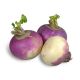 Turnip